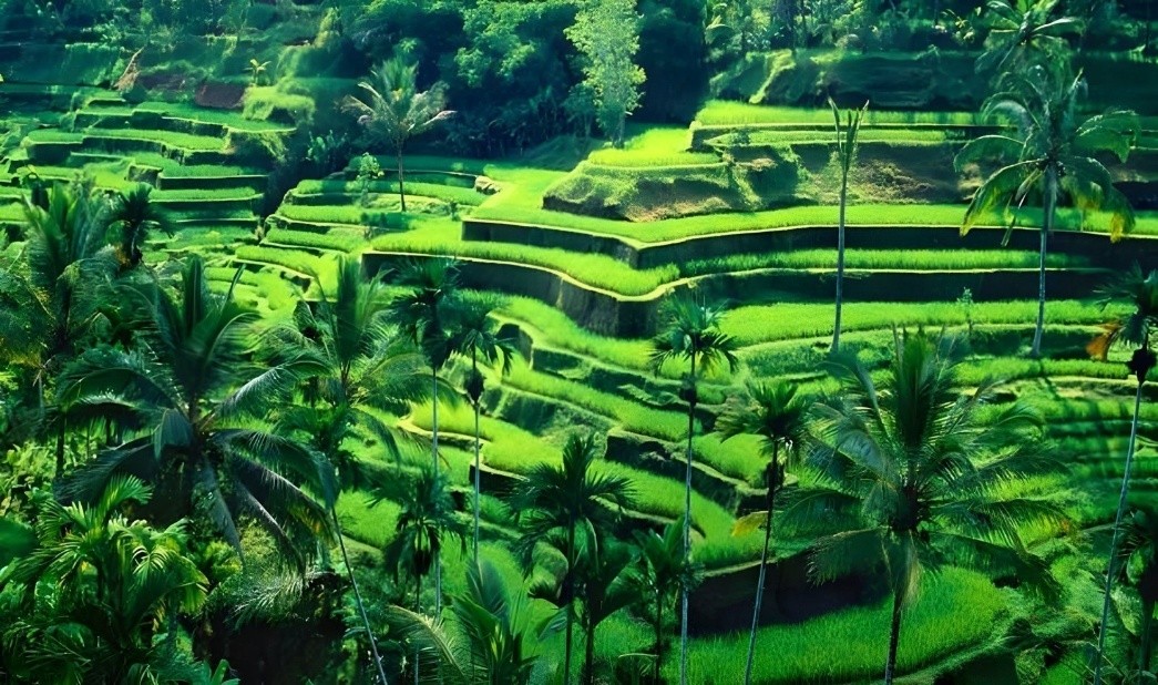 Canna Bali Day Club